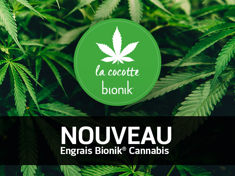 Engrais biologique Bionik® pour vos plants de cannabis
 

https://www.gloco.ca/fr/produits-residentiels/bionik-fertilisants-approuves-pour-lagriculture-biologique/6001274-bionik-stade-croissance-6-1-5-cannabis/

https://www.gloco.ca/fr/produits-residentiels/bionik-fertilisants-approuves-pour-lagriculture-biologique/6001275-bionik-stade-floraison-4-1-9-cannabis/

Voici le texte de l'étude.

Dans un souci...